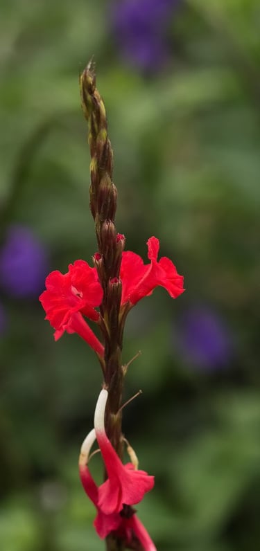 venta de plantas en Cali y Popayán