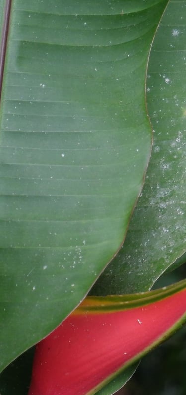 venta de plantas en Cali y Popayán