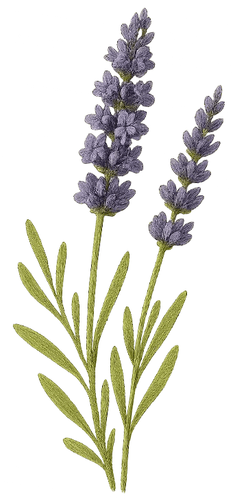 lavender illustration