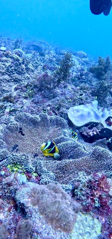Yellowtail clownfish swimming above a sea anemone on a vibrant coral reef in clear blue tropical water.