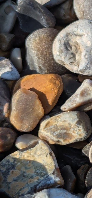 Brittle star starfish, found on the beach in Suffolk, nestling among pebbles of different colours.