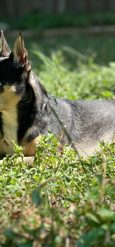 Photo of Max, a loyal mixed breed dog with soulful eyes.  One of my three favorite furry children!