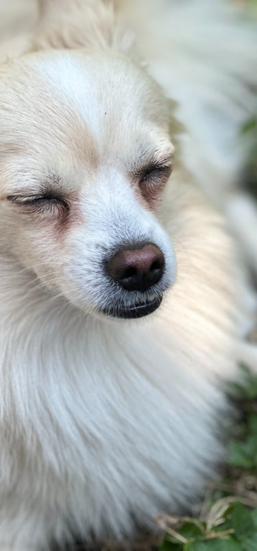 Benny, known for his affectionate nature and vocal personality - son of Max and Ginger.