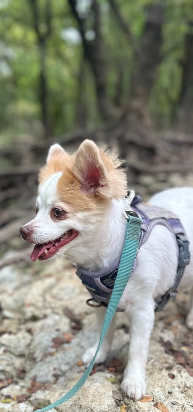 Photo of Ginger, my spunky small dog with light tan fur.  Always full of personality!