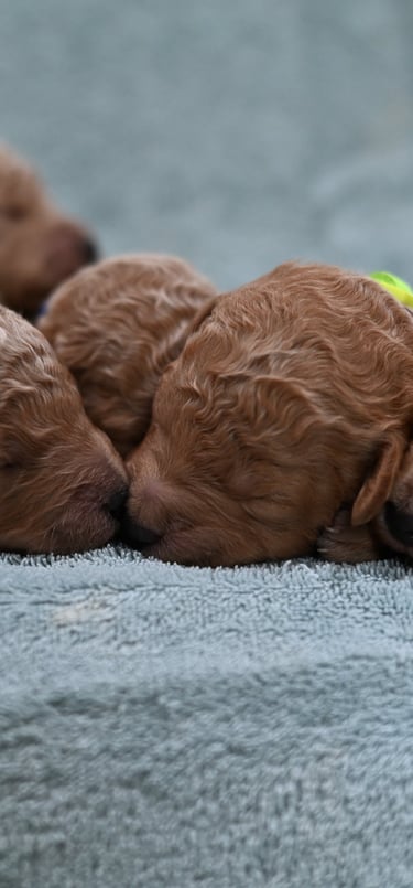 Goldendoodle male puppies