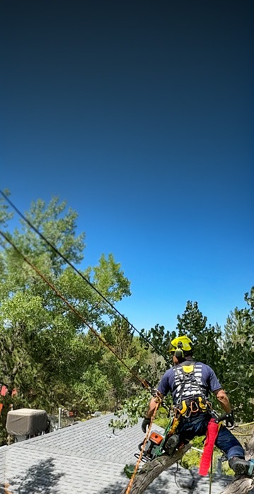 Grand Junction arborist trimming branches safely above a residential roof using ropes.