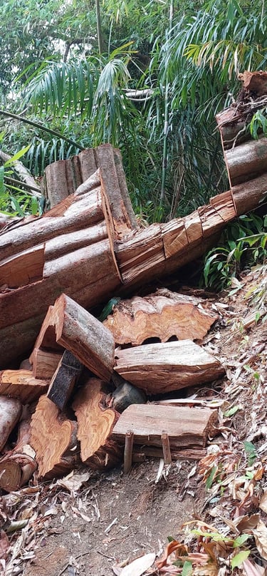 thailand khao lak lam ru hat lek nature trail