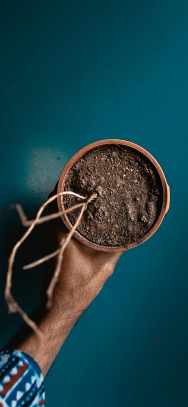 Dead indoor plant
