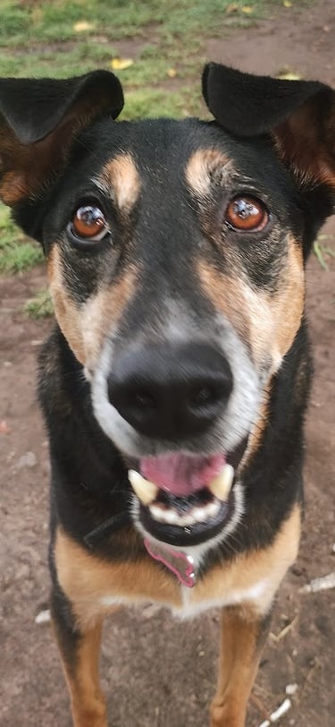 a dog is standing in the dirt