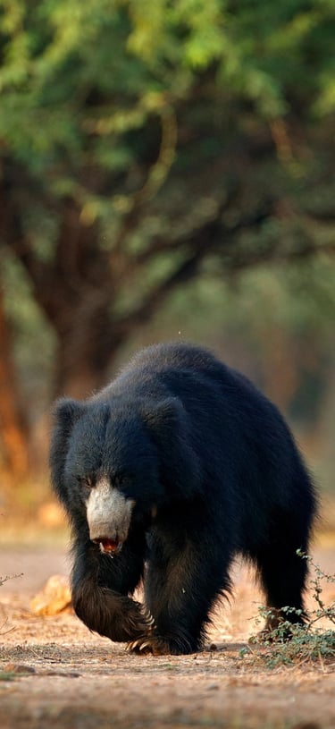 lippu bear in Churia valley