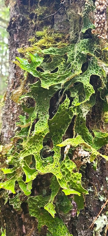 Waterfall Hwy, OR -Tree covered in huge green algae-looking leaves at Colliding Rivers in Glide