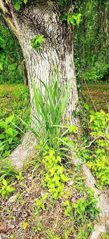 Rock Island Park, TN - Interesting tree with extra foliage on the way to Blue Hole Trail