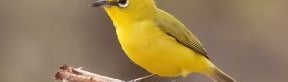 Senegal White-eye on a small branch | Birding Adventures Gambia