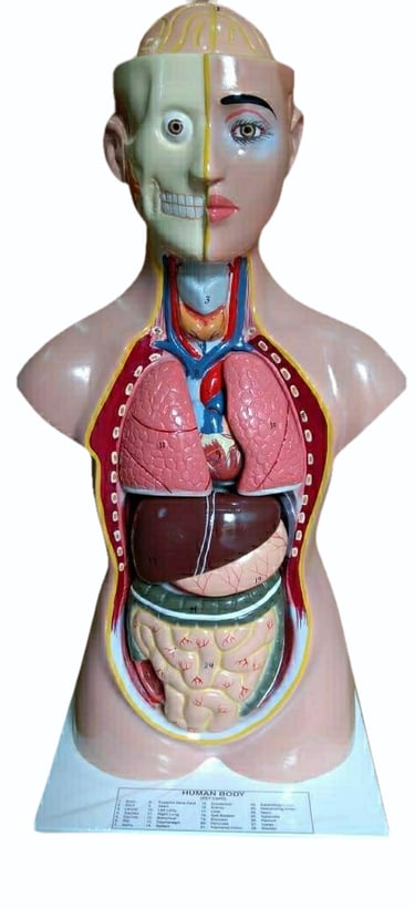 #Human Anatomical model