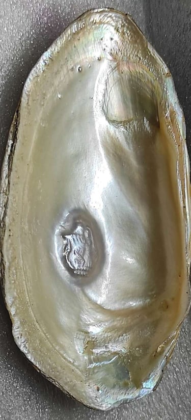 "White divine face pearl–cultured via nucleus method, 11mm handcrafted finish-for international trade"