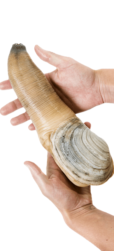 Geoduck