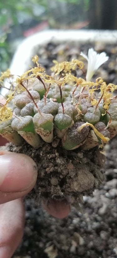 a person holding a small cactus plant in a pot