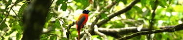 Bird in Bukit Lawang
