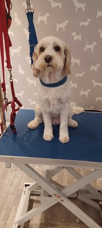 Cockapoo on a dog grooming table after being groomed.