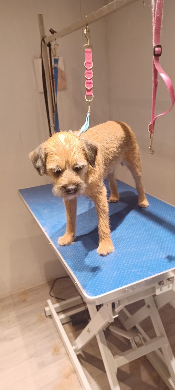Border terrier on a dog grooming table after being hand stripped..