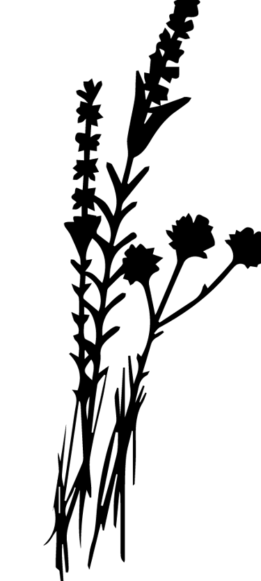 Picto - Identité Racines sauvage - épicerie traiteur -par Soleado studio