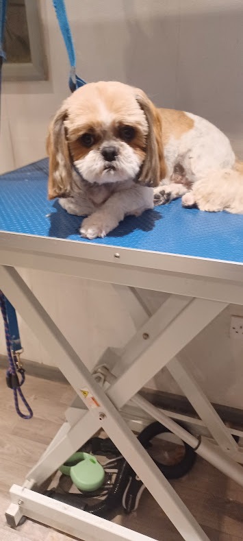 Shih tzu on a dog grooming table after being groomed.
