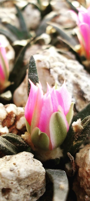 a cactus plant with pink flowers on rocks