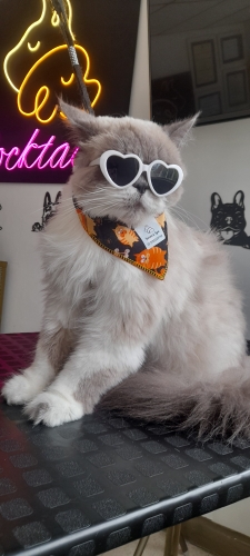 a cat with sunglasses and sunglasses on a table