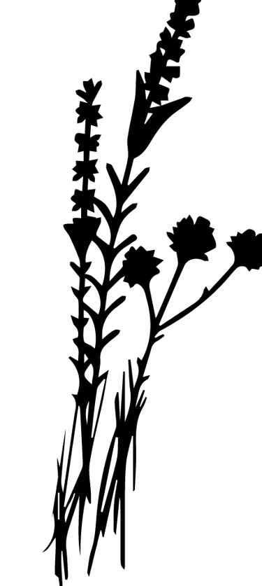 Picto - Identité Racines sauvage - épicerie traiteur -par Soleado studio