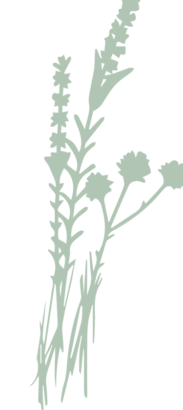 Picto - Identité Racines sauvage - épicerie traiteur -par Soleado studio