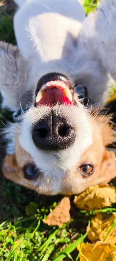 a dog is laying on the ground with its mouth open