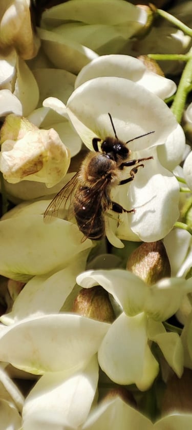 un'ape posata su un grappolo di fiori d'acacia.