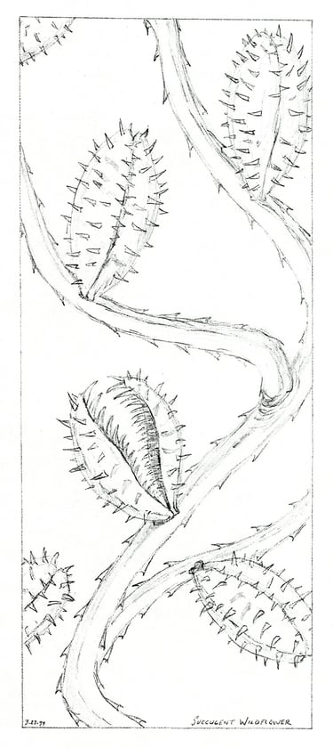 succulent wildflower