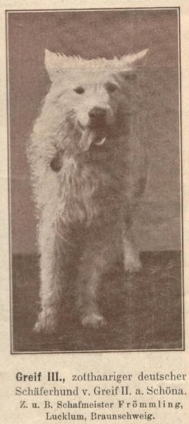Historique berger blanc suisse Greif III, provient des premières éditions (1901 et 1909) du livre T