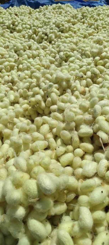 Freshly Harvested Silk Cocoons Drying in Sunlight – Premium Mulberry Silk Source from India