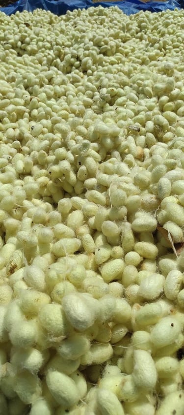 Freshly Harvested Silk Cocoons Drying in Sunlight β Premium Mulberry Silk Source from India