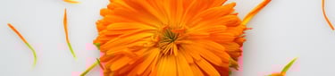 calenduaflower