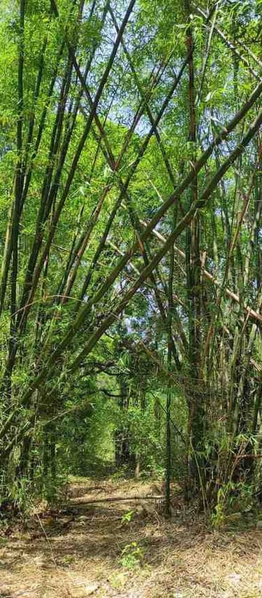 “Ground-level view of mature bamboo forest floor for bamboo salt raw material sourcing”