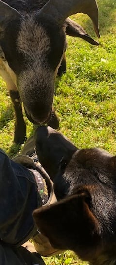 Ferme de Belon animaux CBD