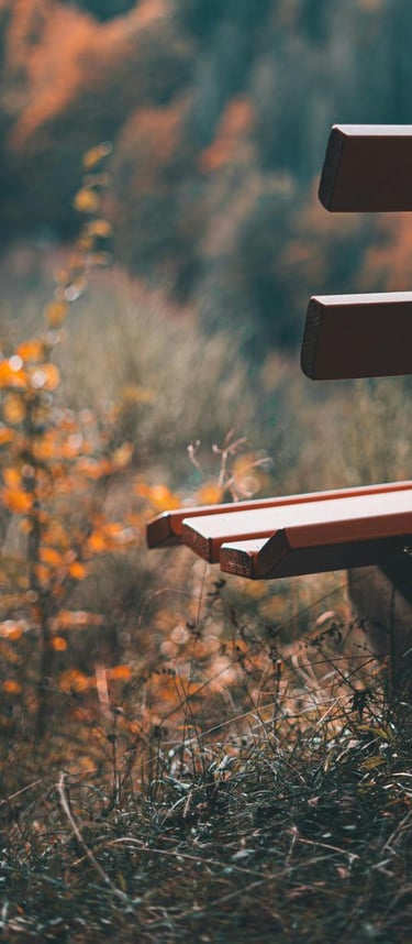 Wooden bench in nature with blurred trees in the background during autumn.