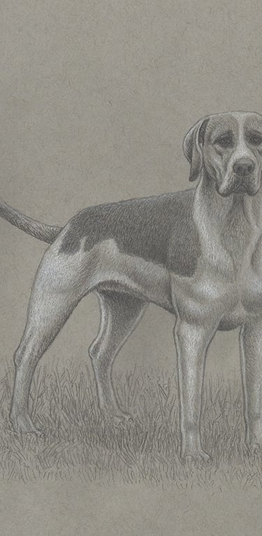 A pencil drawing of a Foxhound dog in a field.