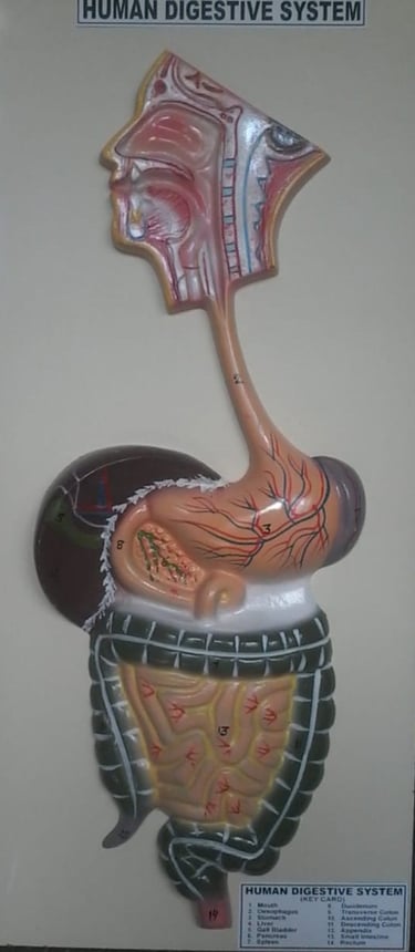 human digestive system