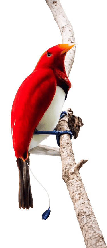 King bird-of-paradise with vibrant red feathers and blue legs perched on a branch against a black background.