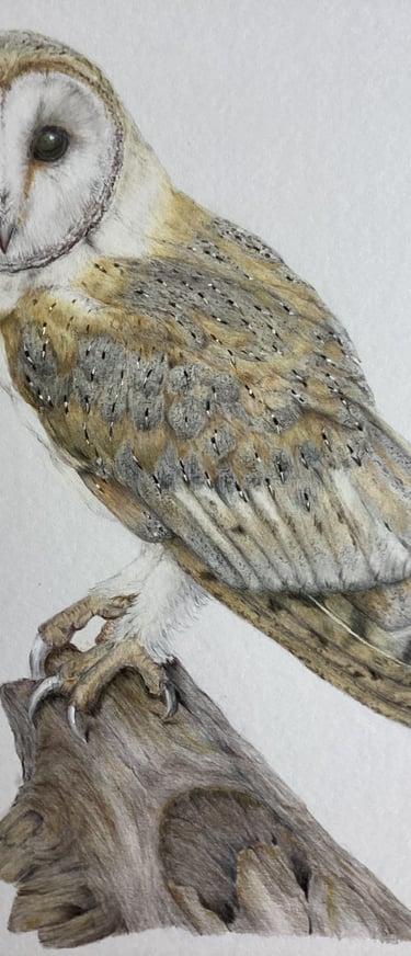 Owl portrait