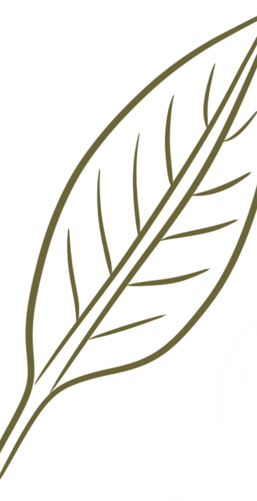 Dessin d’une feuille