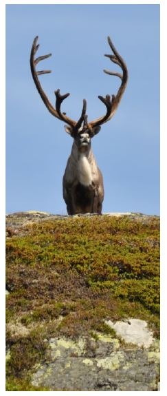 A reindeer on a mossy hill-Telelaget