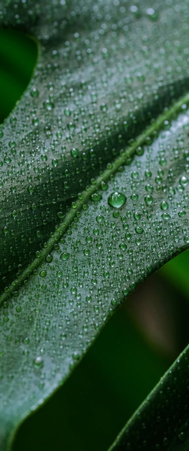 Monstera deliciosa leaf with water droplets