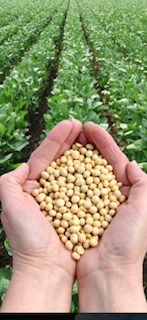 The Joy of Soy