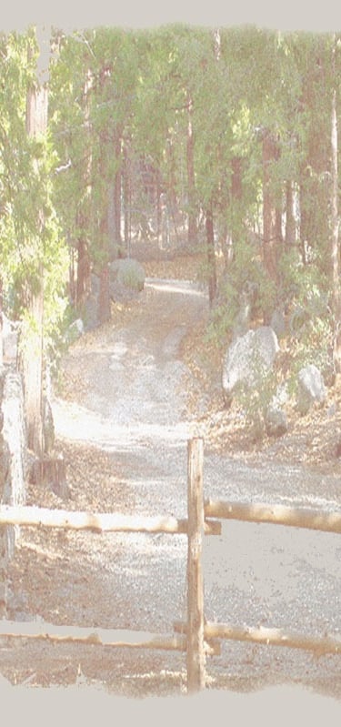 Winding old forest road with vintage stonehenge wall and cut tree fencing.