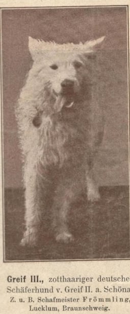 Historique berger blanc suisse Greif III, provient des premières éditions (1901 et 1909) du livre T